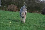 IRISH WOLFHOUND 322